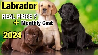 Labrador retriever puppy Price In India 2024 | Labrador Dog Price | Dog Puppy