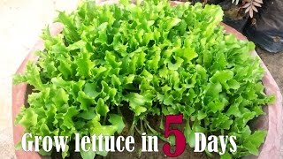 How to Grow Lettuce