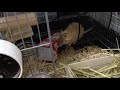 お迎え翌日、はじめてのペレット手渡し（デグーとの暮らし）degu