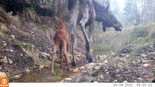 Rajakaamera Bushnell. Põder ja tema vasikas jalutuskäigul.A moose and his calf on a walk.