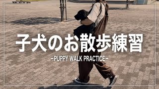 【子犬お散歩練習】黒ラブのナラはお散歩練習に行くと、そこには…［black labrador retriever］