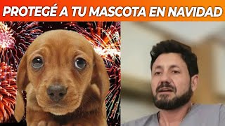 Cómo cuidar a tus mascotas de los fuegos artificiales en las fiestas