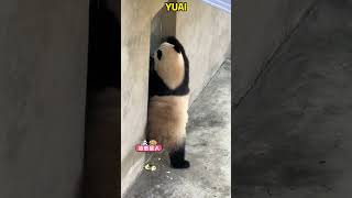 渝爱在106院子门口跳起了芭蕾舞 刚好转了一圈 #pandacub #funny #pandachina #cute #giantpanda #animals #pets #cutepanda