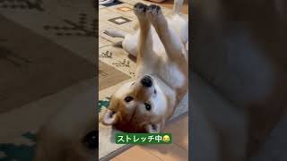 🐕柴犬🔸ポン太くん🐕何とも言えない表情をするポン太くん🤣🤣笑#柴犬のいる暮らし #柴犬 #可愛い#爆笑#癒し#モフモフ