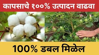 कापसाचे १००% उत्पादन वाढवा | हा घरगुती उपाय करा🔥 100% दुहेरी उत्पन्न वाढेल @krushipradhan365