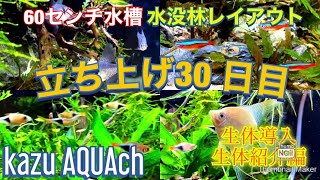 【アクアリウム】60センチ水槽、水没林レイアウト、生体導入\u0026生体紹介編【kazu AQUAch】