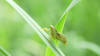 草蟬 蟬鳴聲 / Mogannia hebes - Cicadas in Taiwan