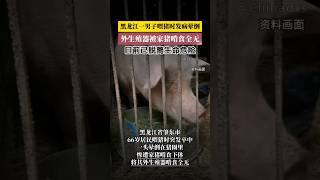 黑龙江男子喂猪时发病晕倒.外生殖器被家猪啃食全无#中国#黑龙江 #疾病#器官 #意外 #热点新闻事件 #社会百态