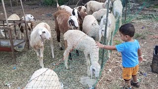 #मराठी vlog👉 कोकरी पालन | मेंढी पालन