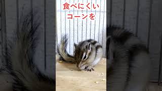 しまりす「ポン吉」食べる！！