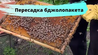 Пересадка бджолопакетів.Частина 2🐝🐝🐝