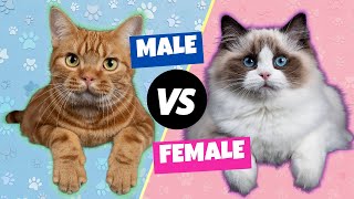 Male vs. Female Cats: The Differences