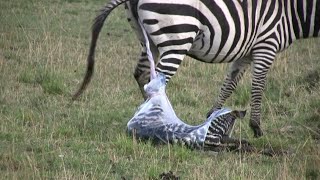 zebra giving birth