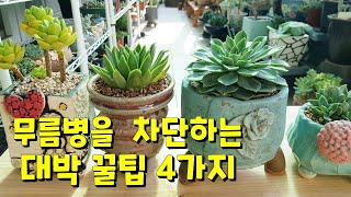 succulent plant. ,무름병을 사전에 차단하는  효과적인 방법 4가지# 다육이를 키우고 있다면 꼭 보세요 ㅎㅎ  대박꿀팁 대방출 ㅎ