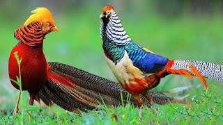 Top 10 Most Stunningly Beautiful Birds In The World||Beautiful Bird Names&Pictures#short #dreamworld