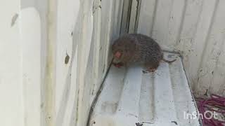 #video of lesser bamboo rat@@@