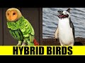 HYBRID BIRDS - Animals That Don't Exist