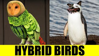 HYBRID BIRDS - Animals That Don't Exist