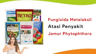 Fungisida Bahan Aktif Metalaksil, Kendalikan Semua Penyakit Akibat Jamur Phytophthora