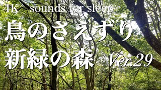 【自然音】鳥のさえずり（キビタキ・ウグイス）響く新緑の森 ver.29.0  / birds chirping sounds echoing in the spring forest 1 hour