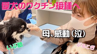 【Vlog】いぶぷると動物病院へ！【渡辺美優紀】【みるきー】【ワクチン】