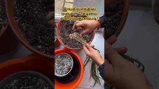 Growing Turmeric in the UK | இங்கிலாந்தில் மஞ்சள் செடி வளர்ப்பது எப்படி?