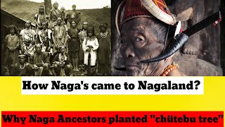 How Naga's came to Nagaland? History of Naga's Origin Explain by Maryandai