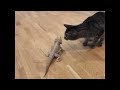 curious cat meets friendly bearded dragon