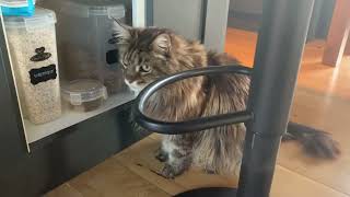 Caught Our Cheeky Maine Coon Doing THIS!