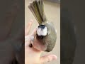 白頭翁 在整理尾羽給媽咪看（野鳥救援 injured bird