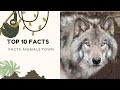 ||Top 10 facts wolfs ||Facts about wolves, wolf howling||Top facts wolfs.