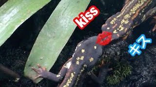 【衝撃映像】イモリの💋kissシーンと経過報告