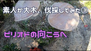 【薪ストーブ】素人が大木、伐採してみた③力尽きる熊五郎　南国の冬支度　移住生活１１年目【自宅サウナ】