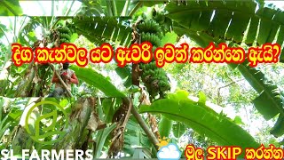 September 25, 2024කෙසෙල්  වගාව|slfarmers |banana|0701792767