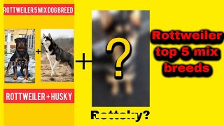 Rottweiler top 5 mix breeds💥🔥|#rottwiler #doberman #pitbull #germanshepard #dogsfacts |