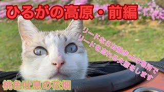 ひるがの高原にあるピクニックガーデンにやってきた旅する猫