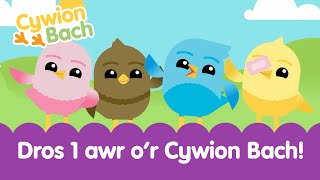 Cywion Bach 🐣 dros awr o hwyl i fabis Cymru! | Welsh Toddlers Words Learning Songs 1 hour