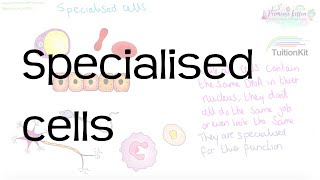 Specialised cells | Revision for Biology GCSE and IGCSE