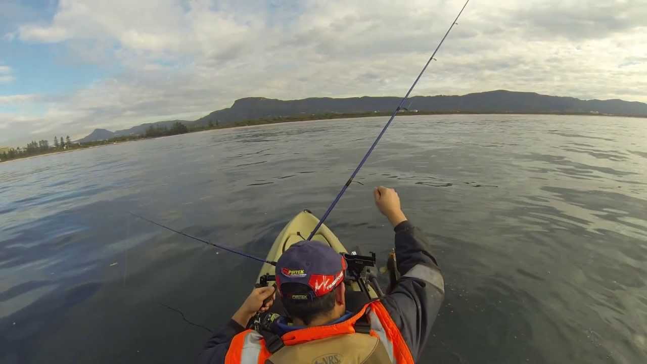 Dolphins Wollongong/Illawarra Kayak - YouTube