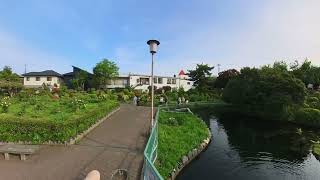 東松山 箭弓稲荷神社の風景 2024/04/28撮影 ぼたん、藤の花が満開