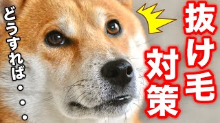 ハゲます柴犬こむぎが可愛いルームツアー後に◯◯に襲われ全開ドリフトをキメる【あるじのステップ】