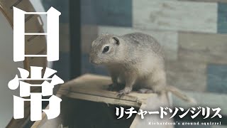 最近偏食気味のリチャードソンジリス【リチャードソンジリスと暮らす #5】