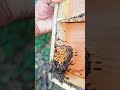 തനിയെ വന്നു കയറിയ ചെറുതേനീച്ച കോളനി ഇപ്പോൾ beekeeping തേനീച്ച വളർത്തൽ honey shortvideo