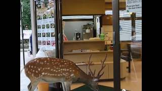 賢い鹿  Clever deer  奈良公園 鹿 しか