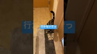 行かないでと鳴く猫が可愛い　#shorts