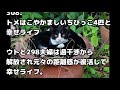 【dqn返し】トメ「寂しいのよ、だから孫産んで！」私「...」→猫「にゃ～」トメ「？！」