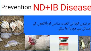 prevention , Treatment and Symptoms of ND+IB in Poultry (New Castle) #(Infectious Bronchitis)