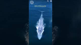 What exactly happened here? Does the blue whale sneeze? #A.I.Otravels