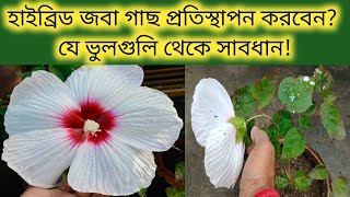 হাইব্রিড জবা গাছ প্রতিস্থাপনের পূর্বে এই কাজটি করছেন তো! না হলেই বিপদ। Hibiscus plant transplant.