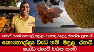 ගහේ කොලේ බලලා වරකද වැලද කියන්න පුළුවන් | කොහොල්ලෑ වැඩි නම්  මදුල  රහයි | යෝධ වැවේ වරක කඩේ